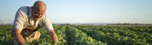 Seguro Agrícola