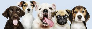 plano de saúde para pets
